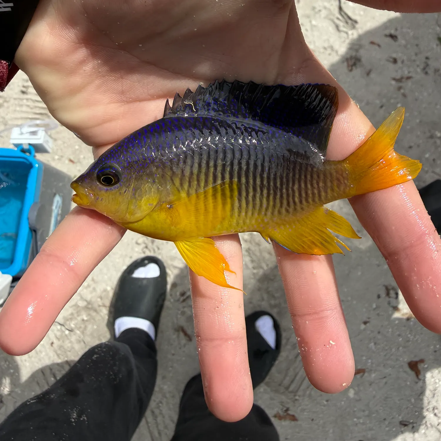 The most recent Cocoa damselfish catches on Fishbrain