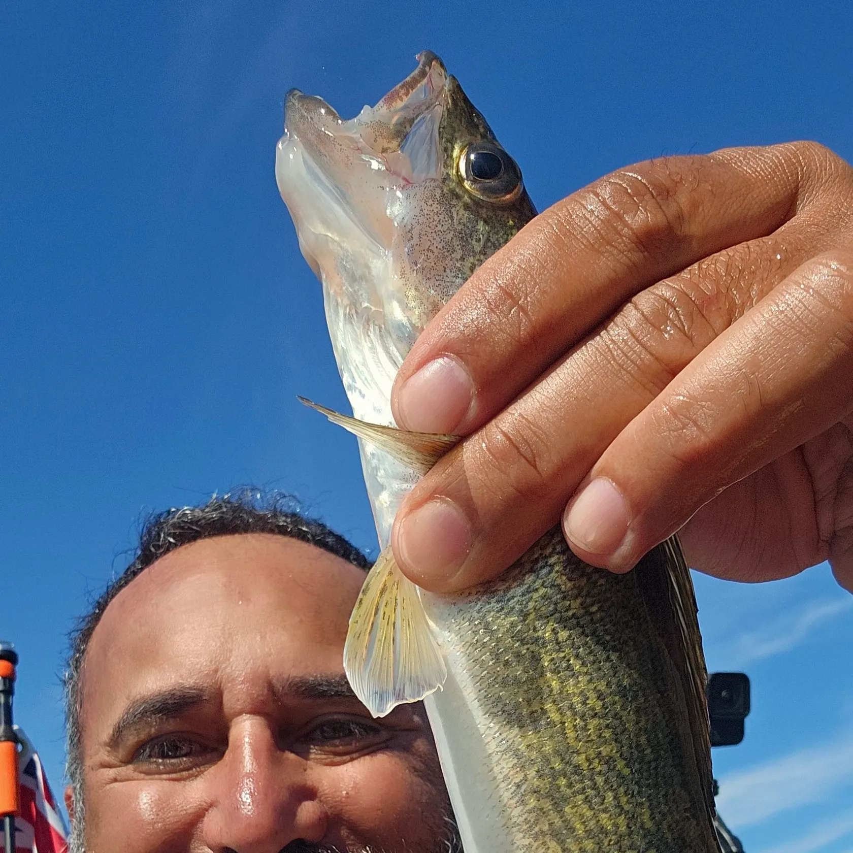 Walleye caught on Fishbrain