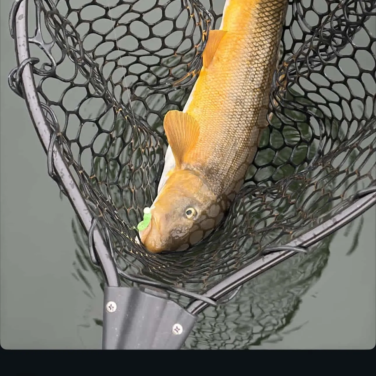 The most recent Sacramento sucker catches on Fishbrain