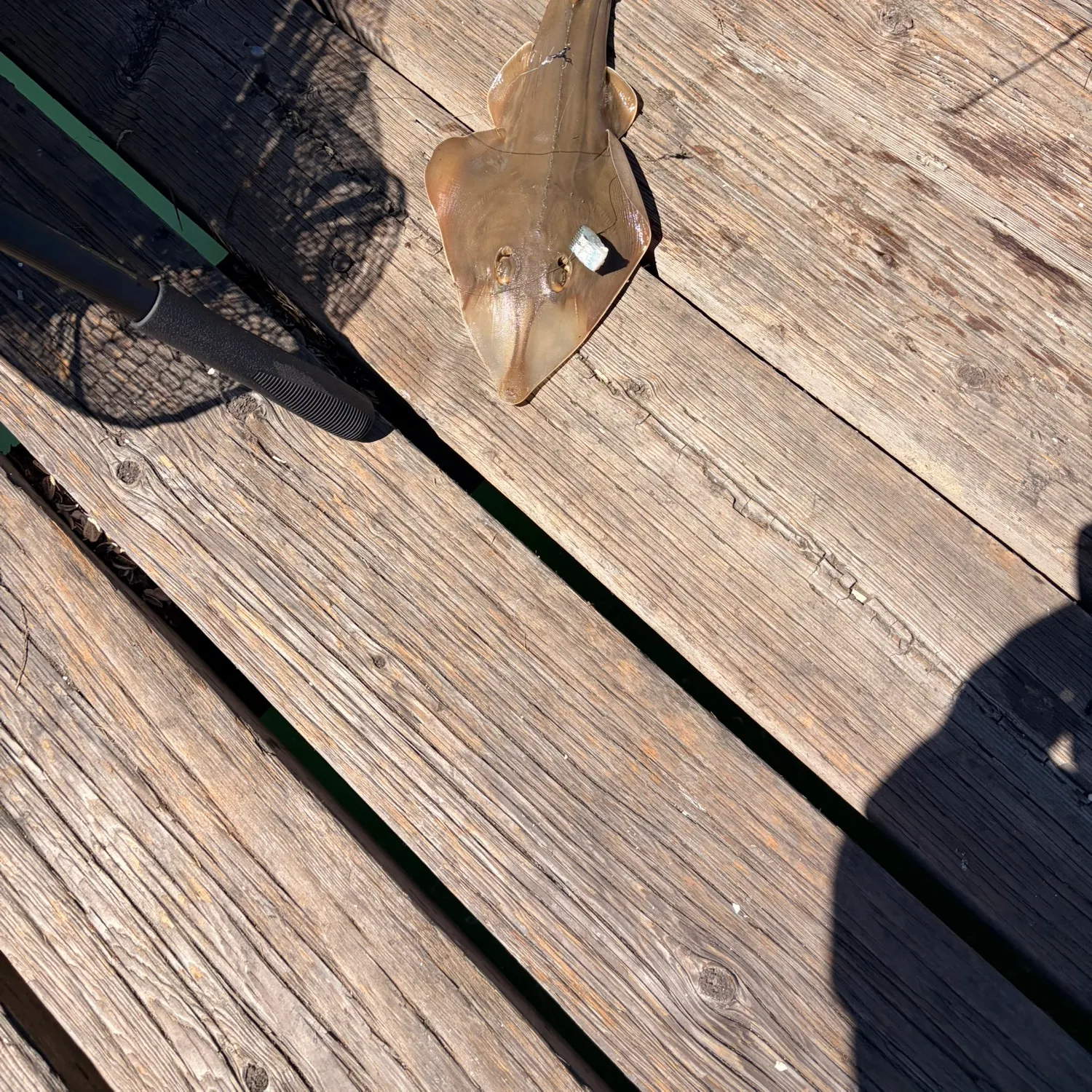 The most recent Pacific shovelnose guitarfish catches on Fishbrain