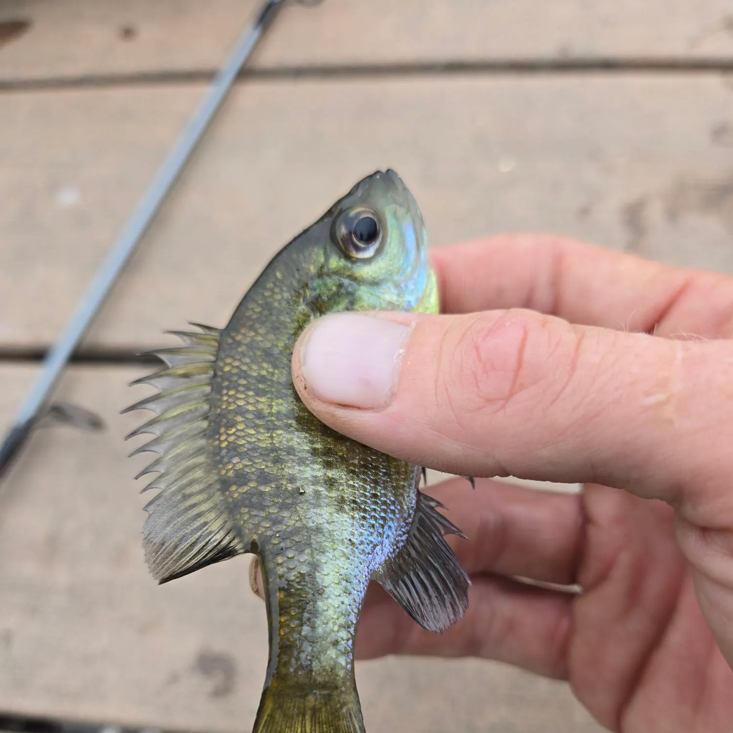 Bluegill caught on Fishbrain