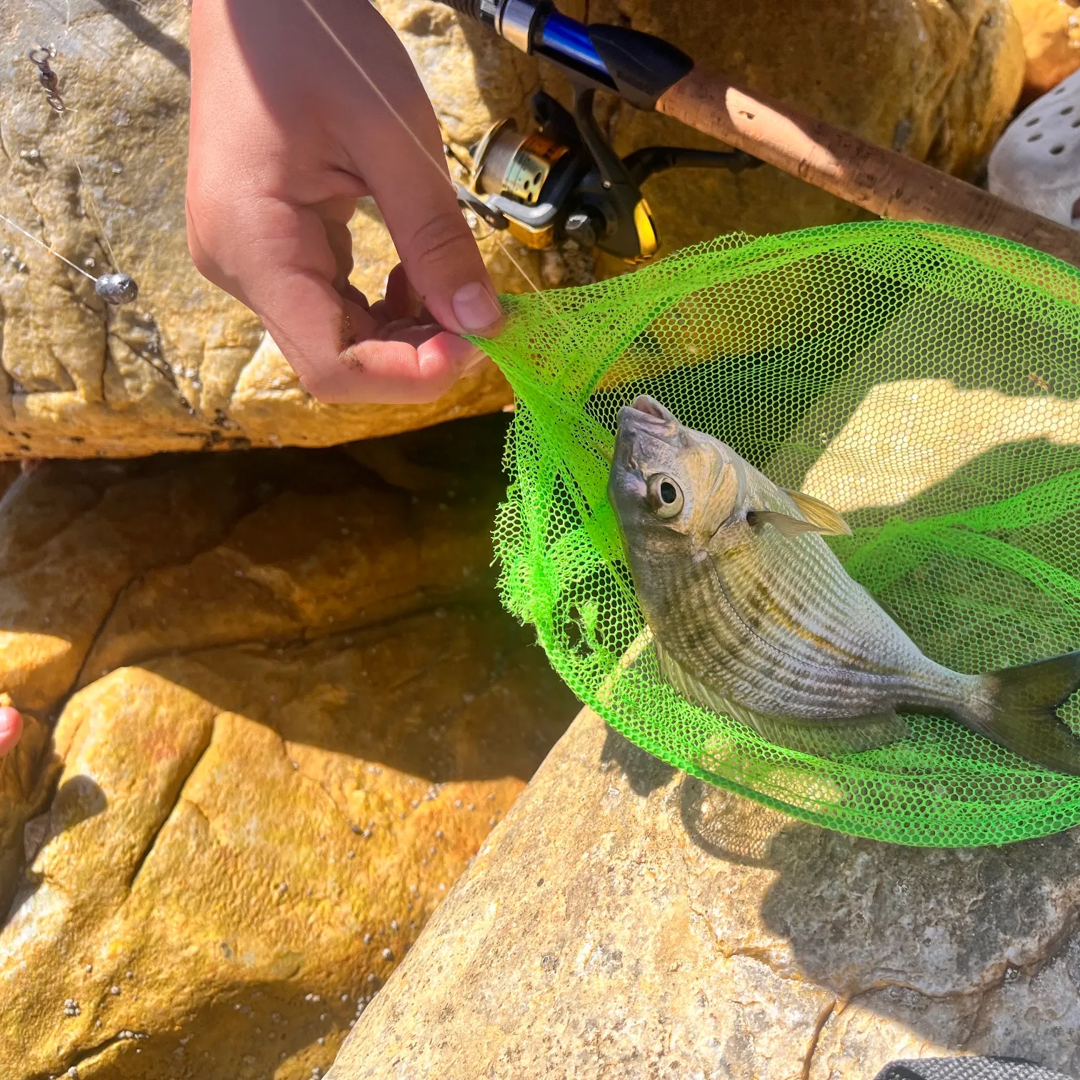 The most recent White seabream catches on Fishbrain