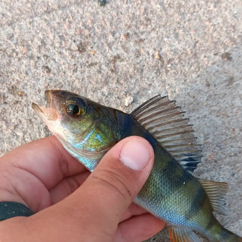 European perch caught on Fishbrain