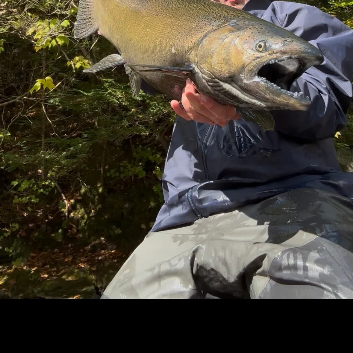 Chinook salmon caught on Fishbrain