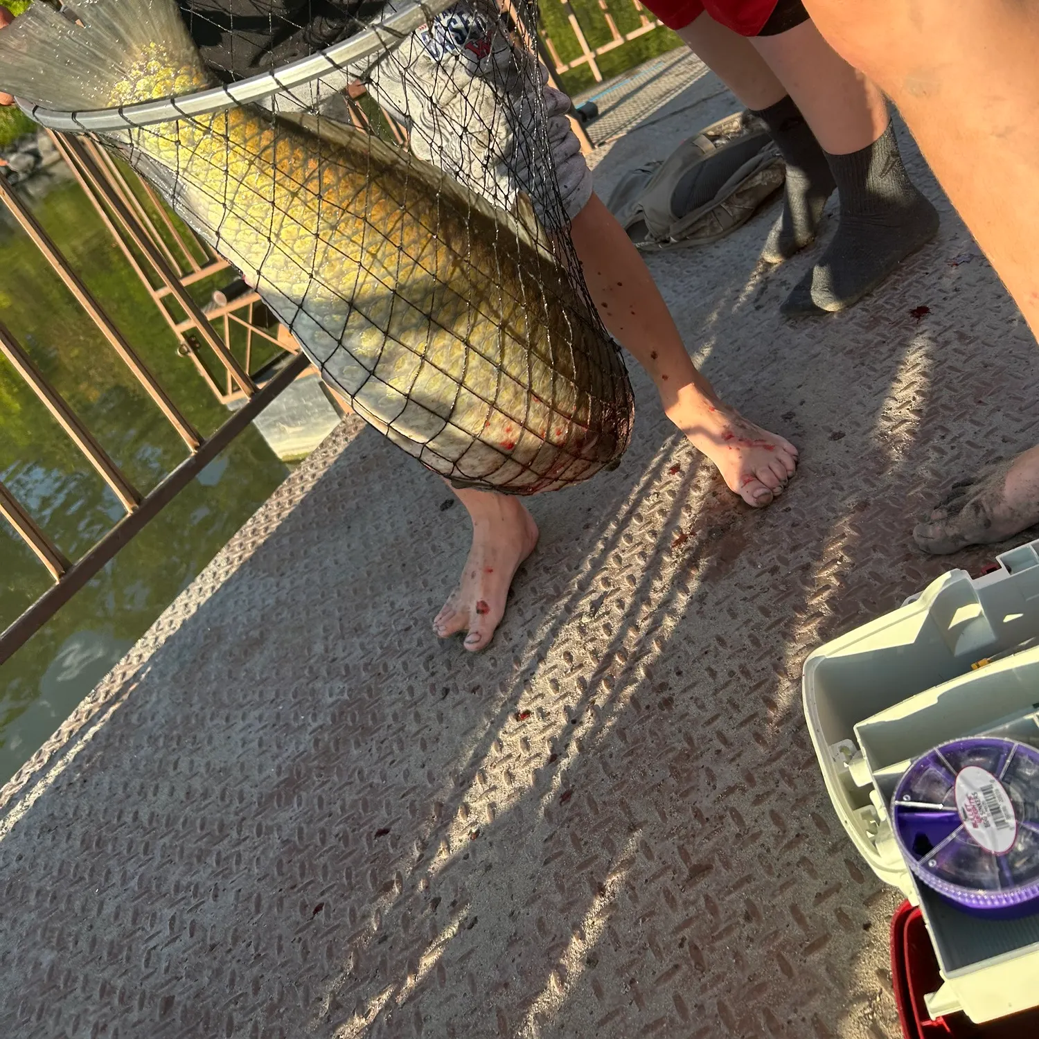 The most recent Bigmouth buffalo catches on Fishbrain