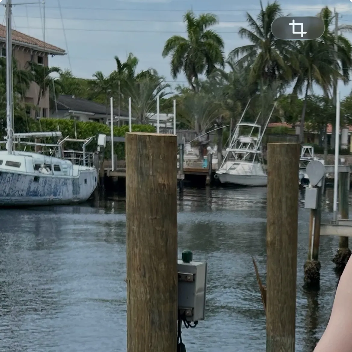 The most recent Spotted green pufferfish catches on Fishbrain