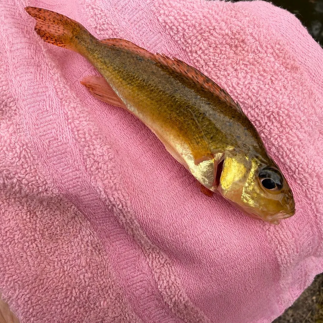 Balon's ruffe caught on Fishbrain
