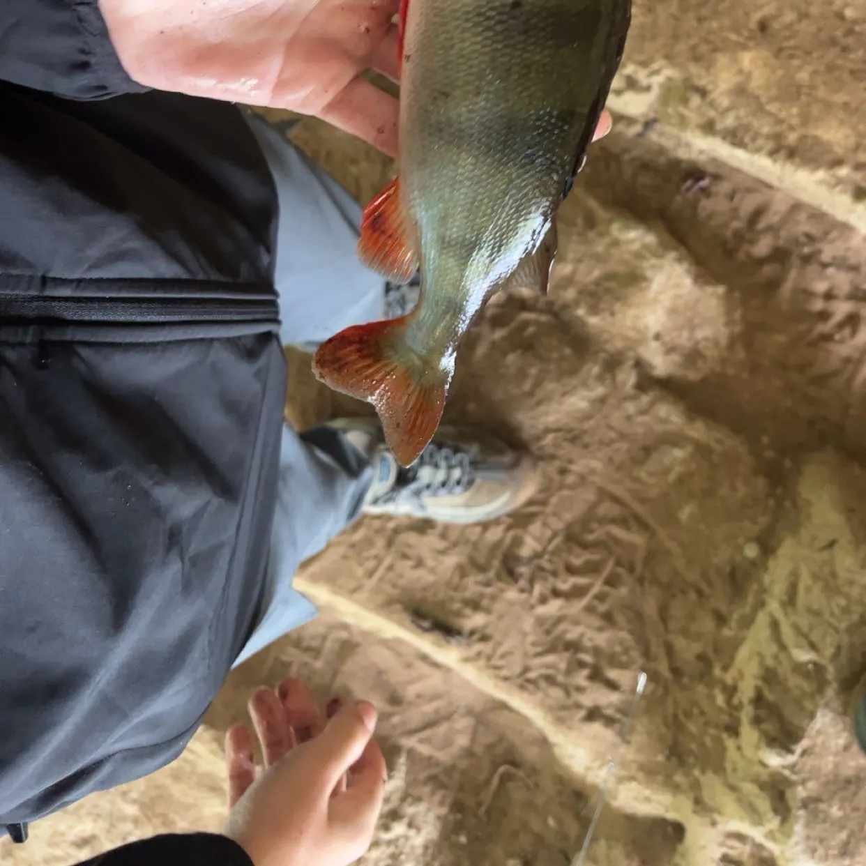 European perch caught on Fishbrain