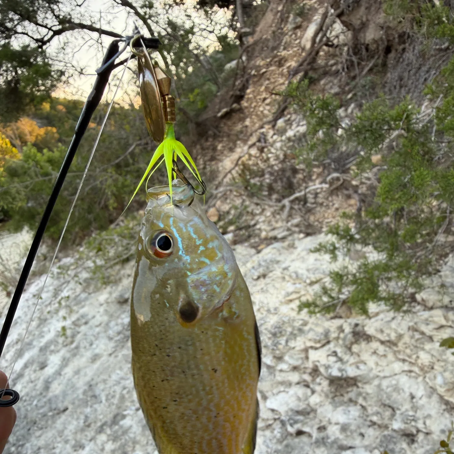 Green sunfish caught on Fishbrain