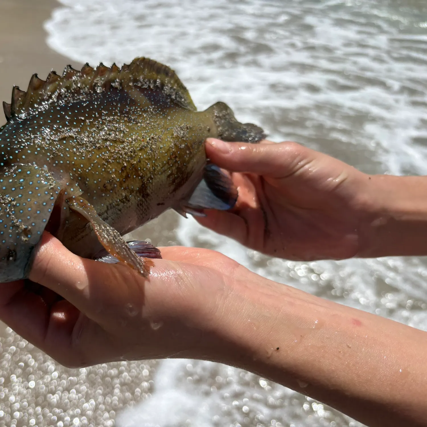 The most recent Honeycomb grouper catches on Fishbrain