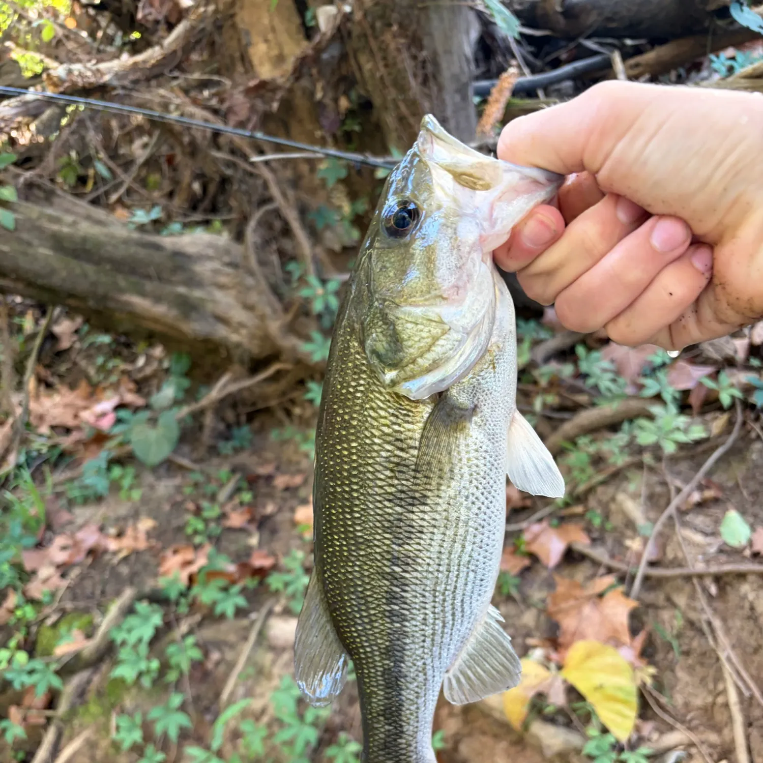 Spotted bass caught on Fishbrain