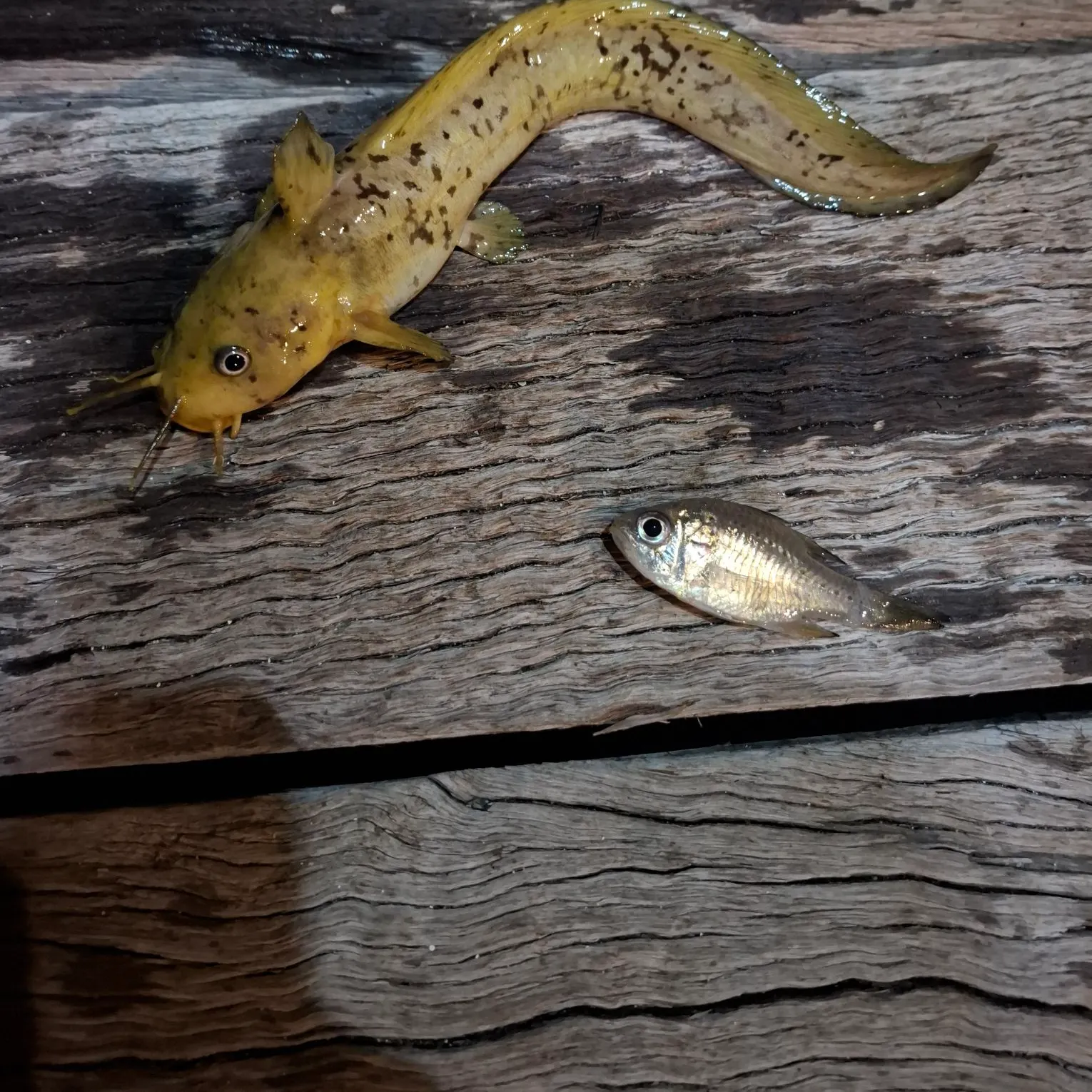 The most recent Cobbler catches on Fishbrain