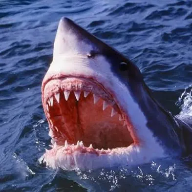 The most recent Great white shark catches on Fishbrain