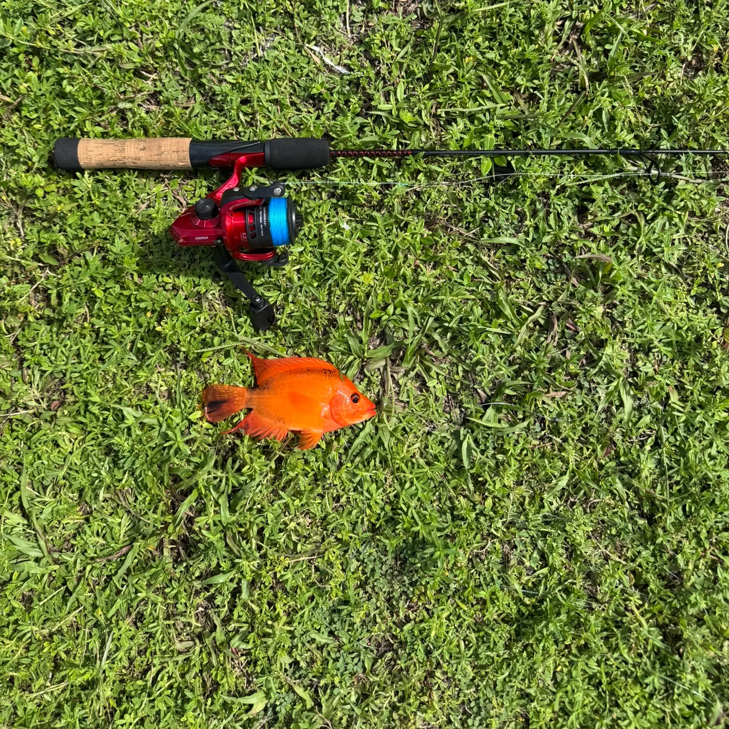 Midas cichlid caught on Fishbrain