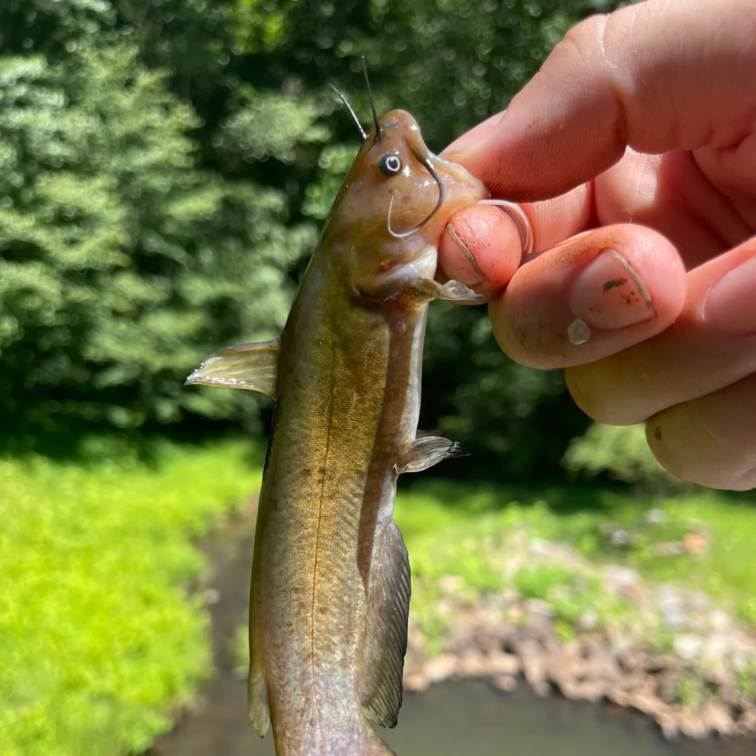 Yellow bullhead caught on Fishbrain