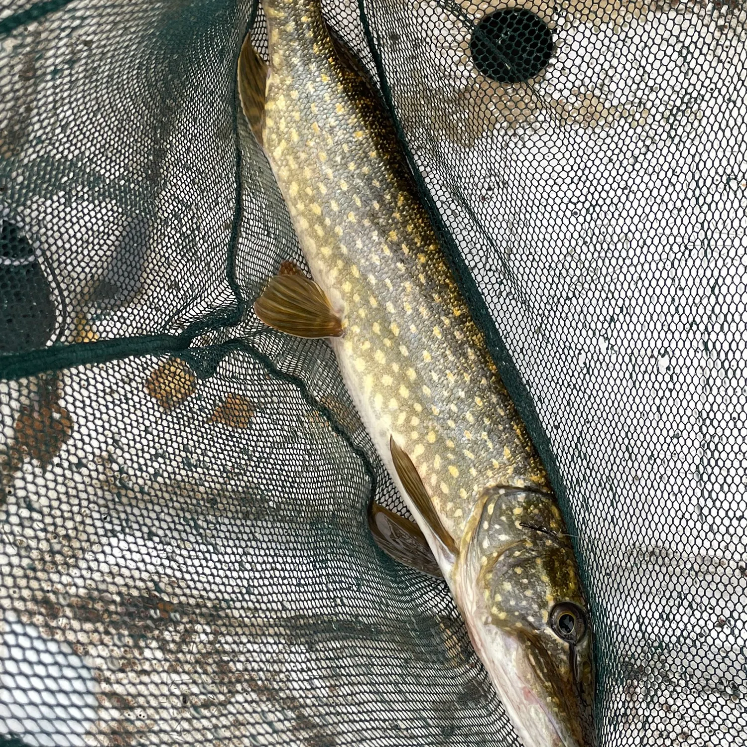Northern pike caught on Fishbrain