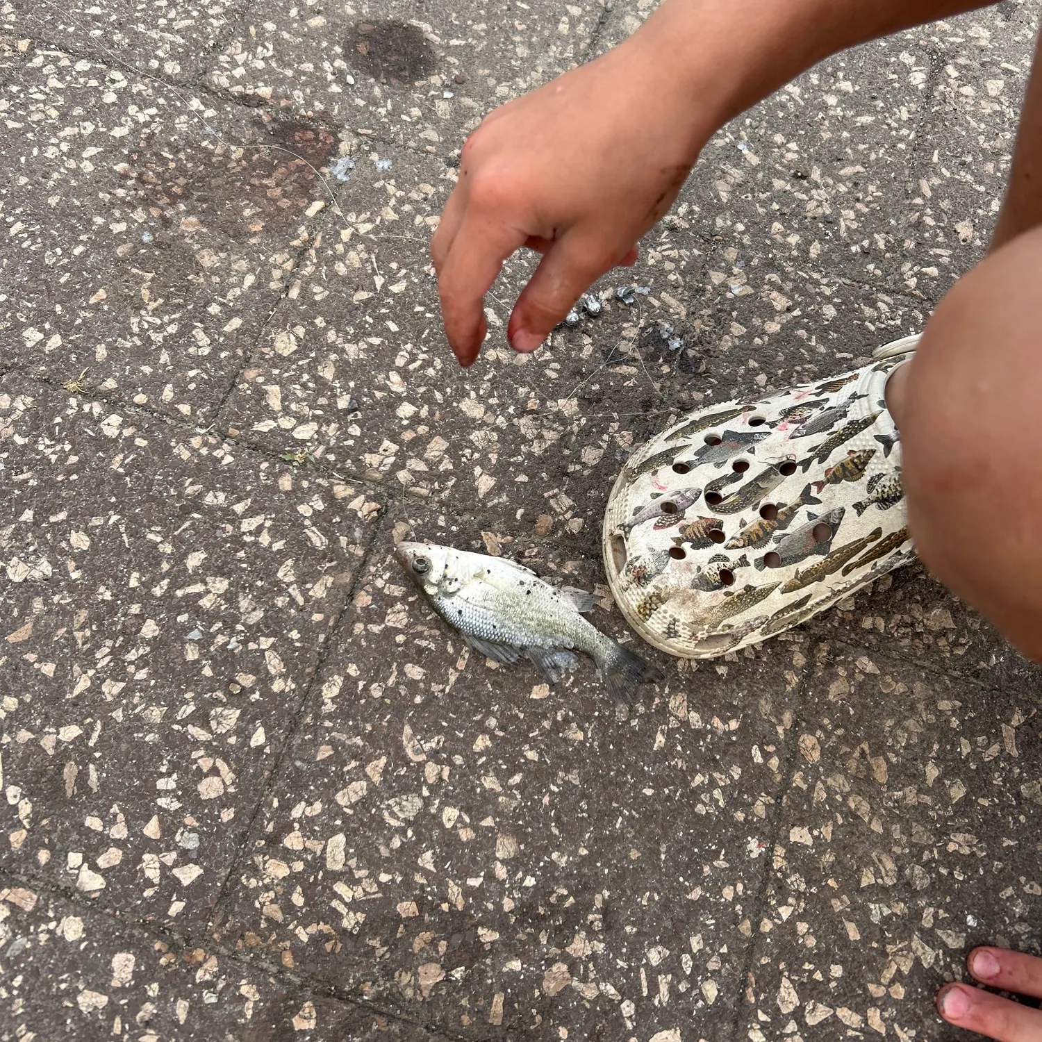 The most recent Bidyan perch catches on Fishbrain