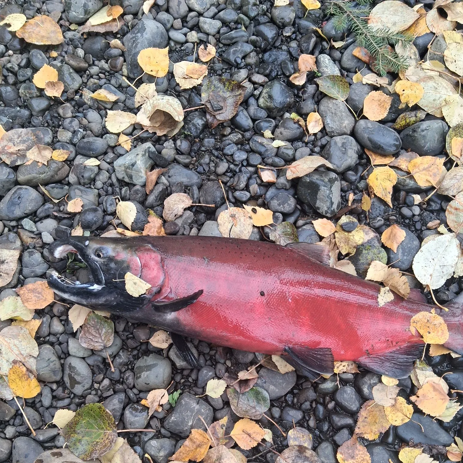 Coho salmon caught on Fishbrain