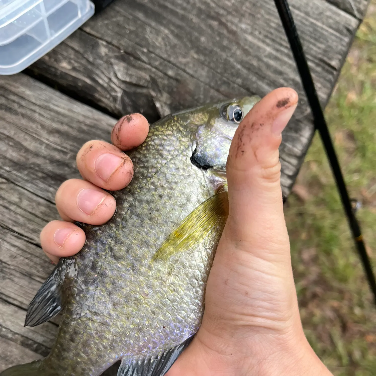 Bluegill caught on Fishbrain