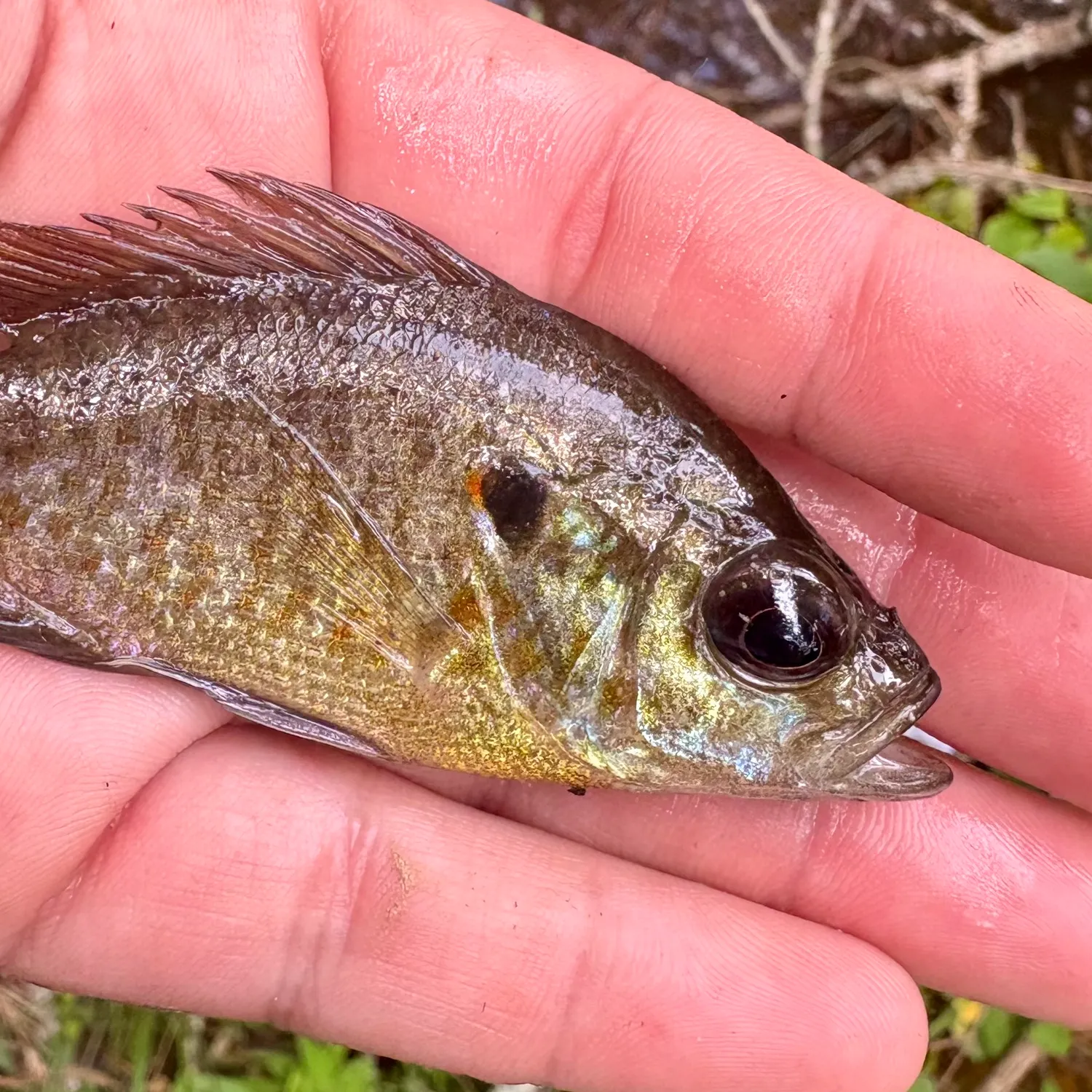 The most recent Wargill hybrid catches on Fishbrain