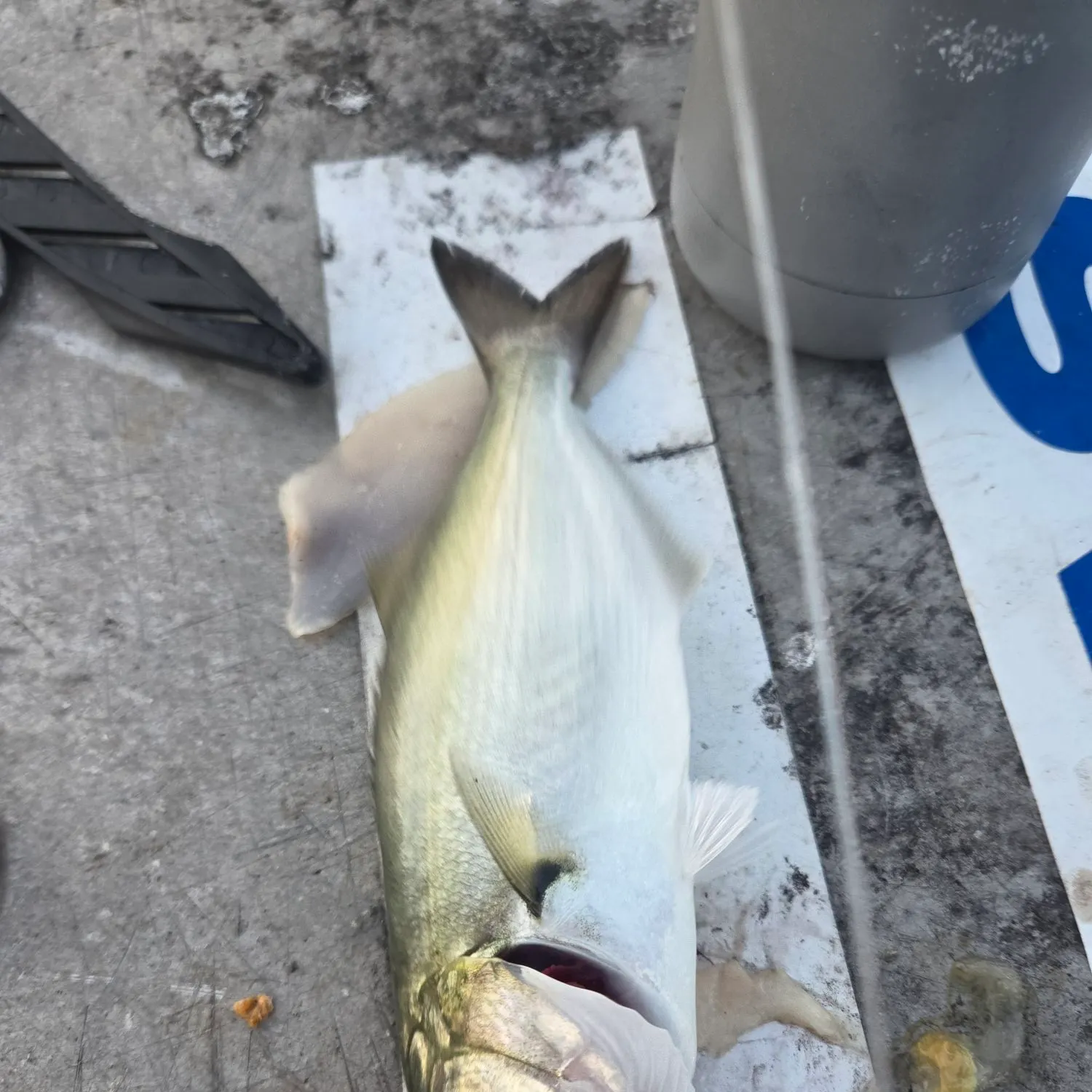 Bluefish caught on Fishbrain