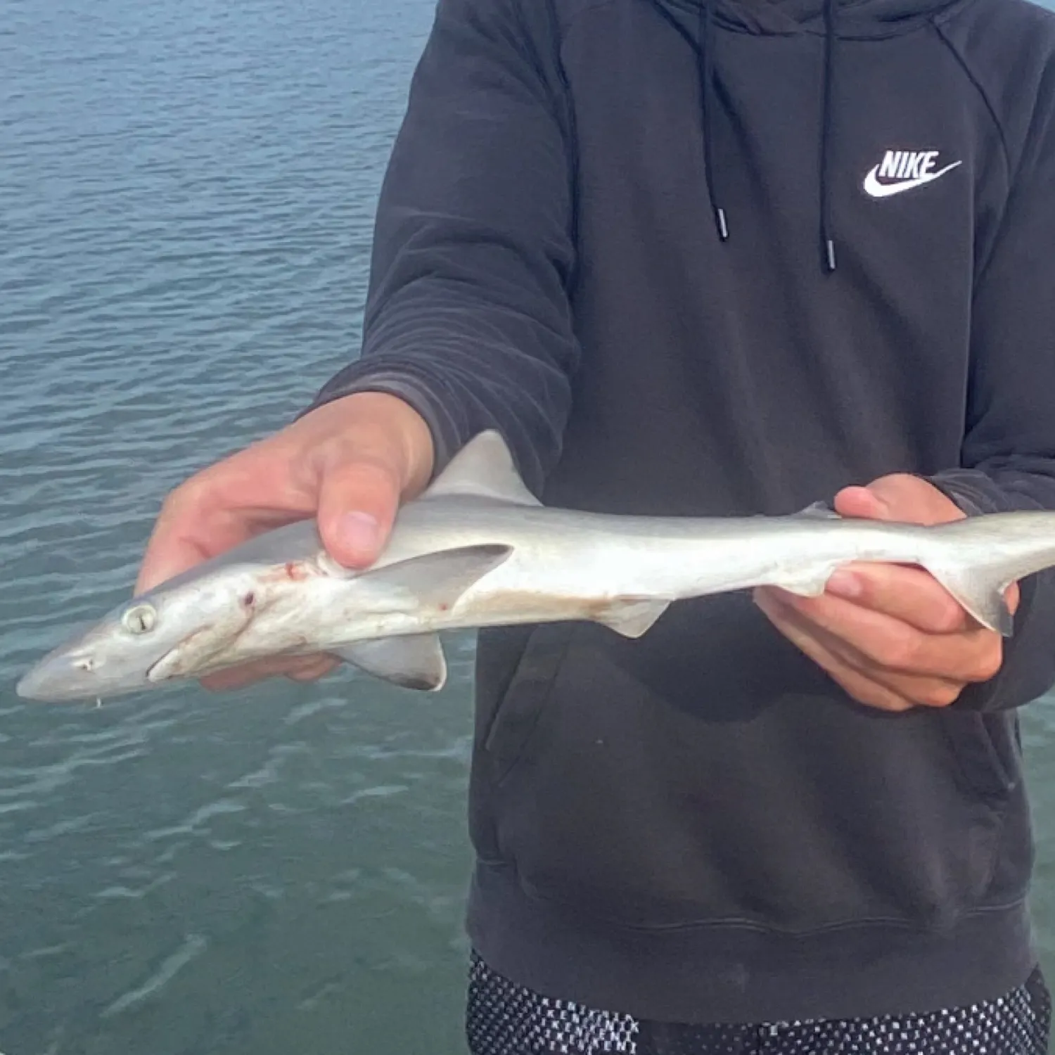 The most recent Atlantic sharpnose shark catches on Fishbrain