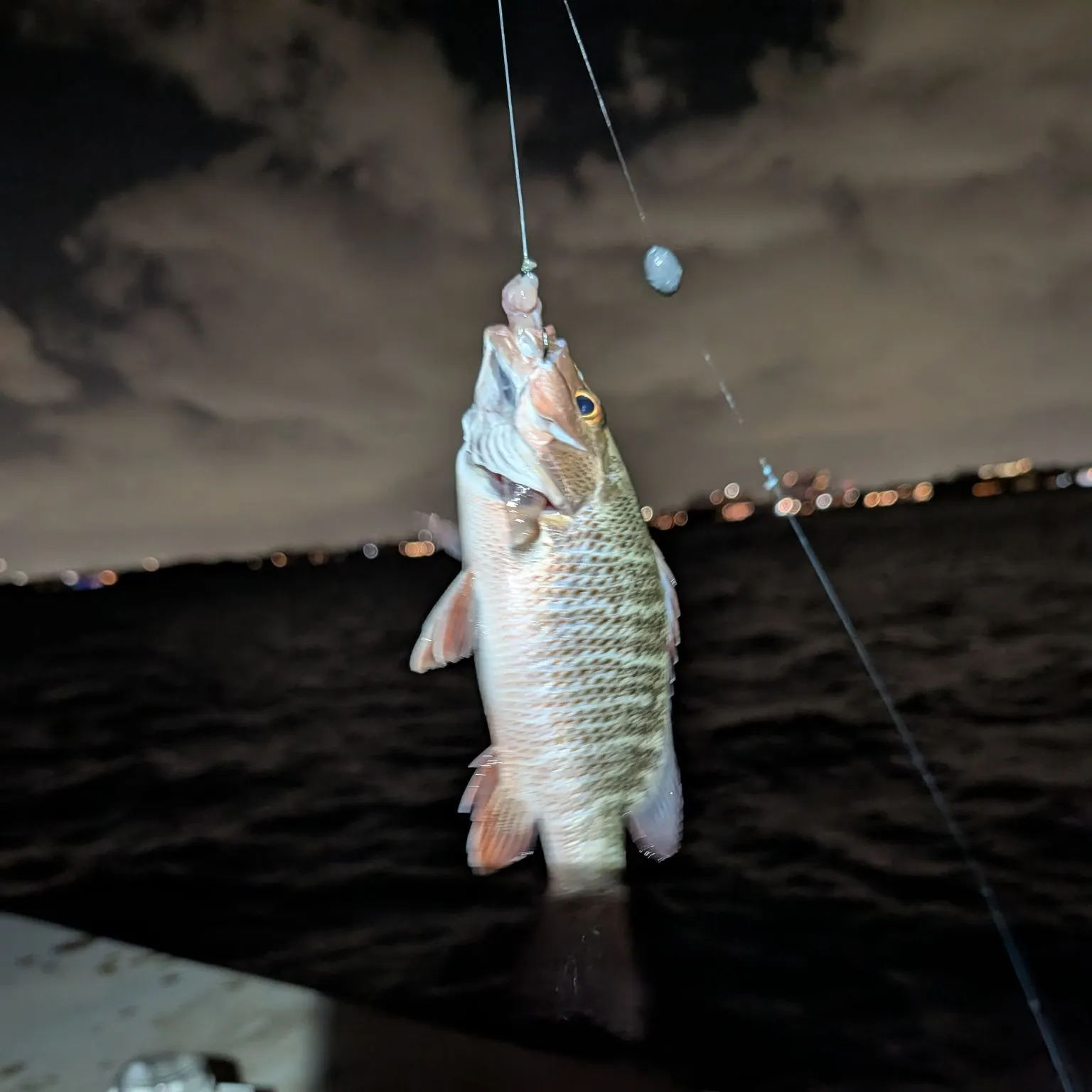 The most recent Mangrove snapper catches on Fishbrain