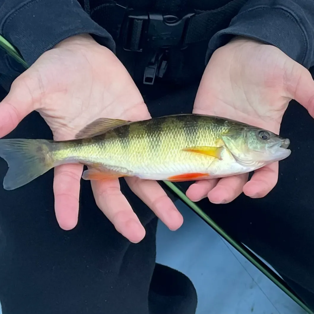 Yellow perch caught on Fishbrain