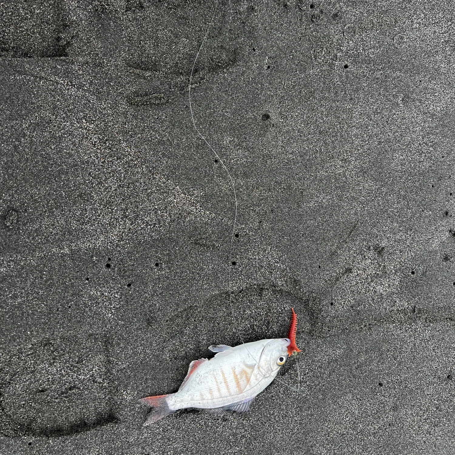 Redtail surfperch caught on Fishbrain
