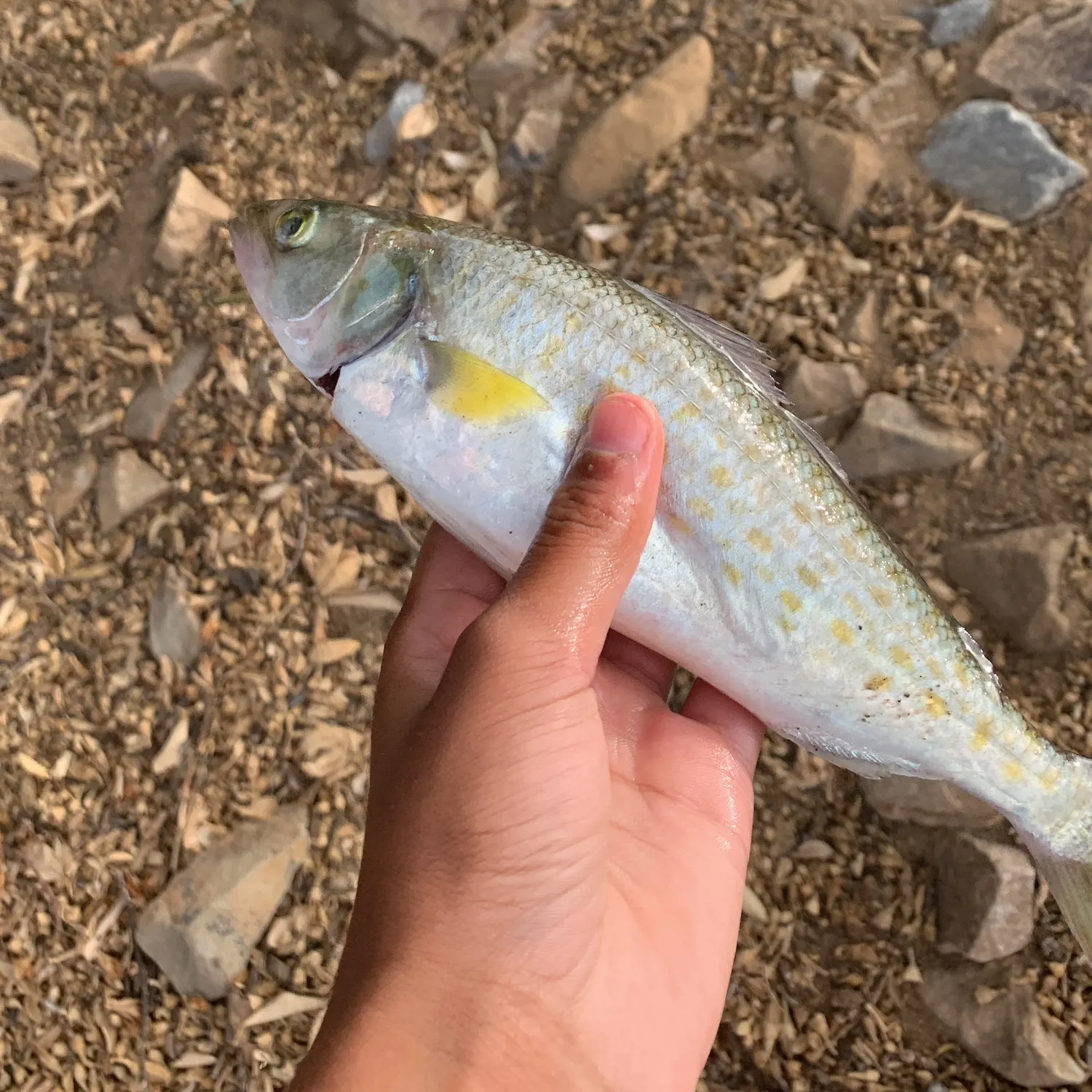 The most recent Eastern Australian salmon catches on Fishbrain