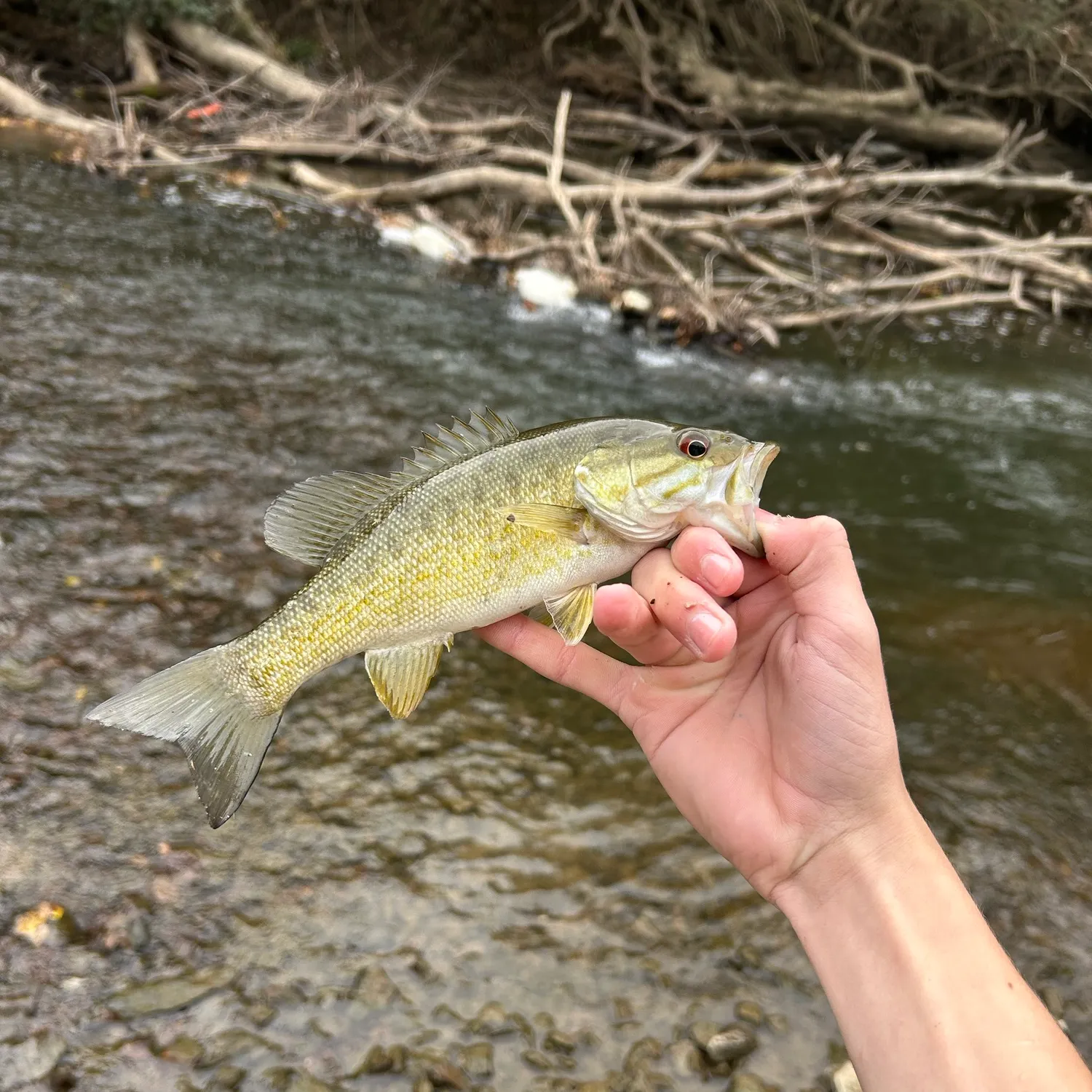 Smallmouth bass caught on Fishbrain