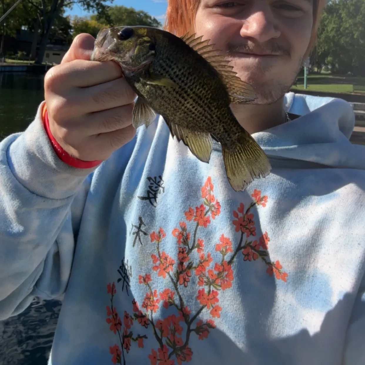 Rock bass caught on Fishbrain