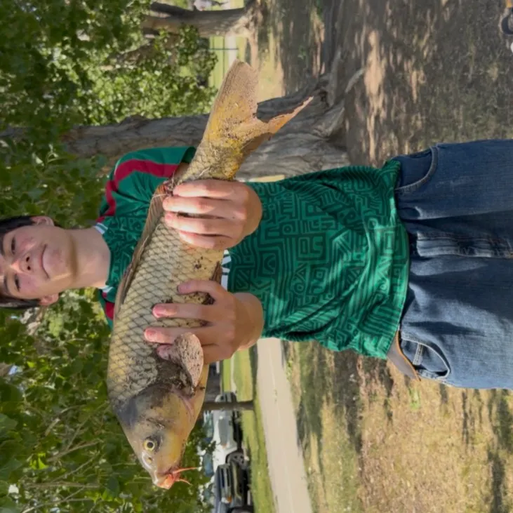 Common carp caught on Fishbrain