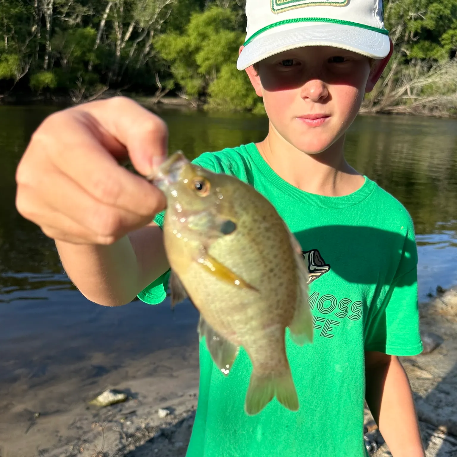 The most recent Spotted sunfish catches on Fishbrain