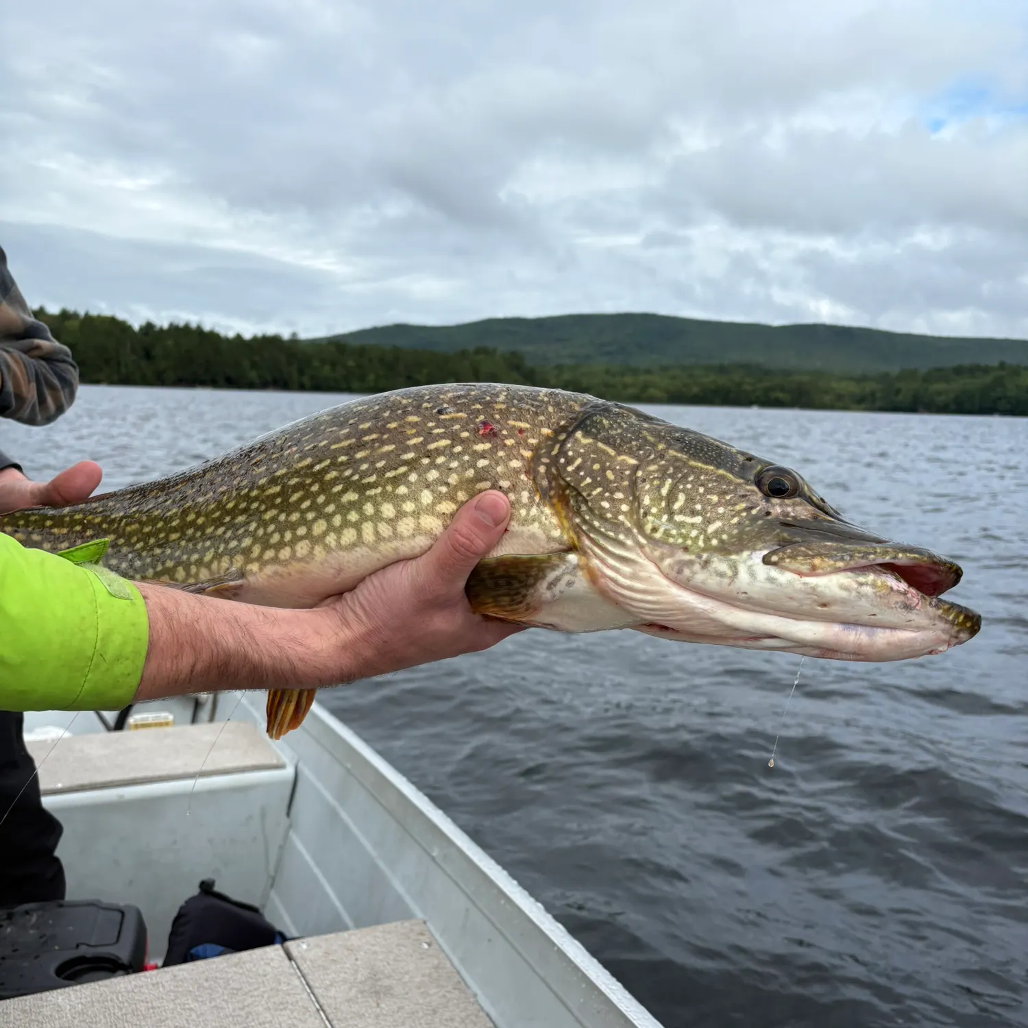 Northern pike caught on Fishbrain