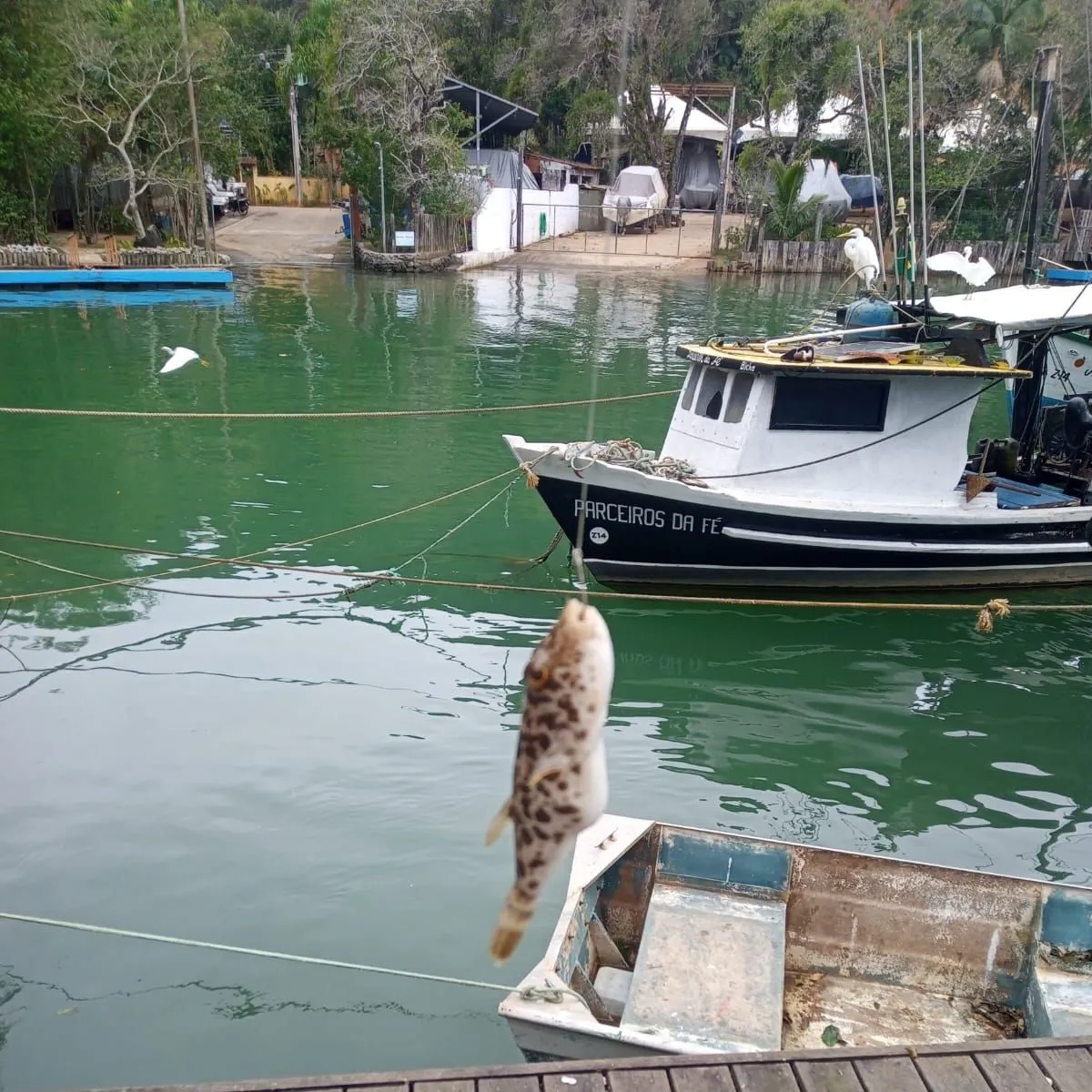 The most recent Checkered puffer catches on Fishbrain