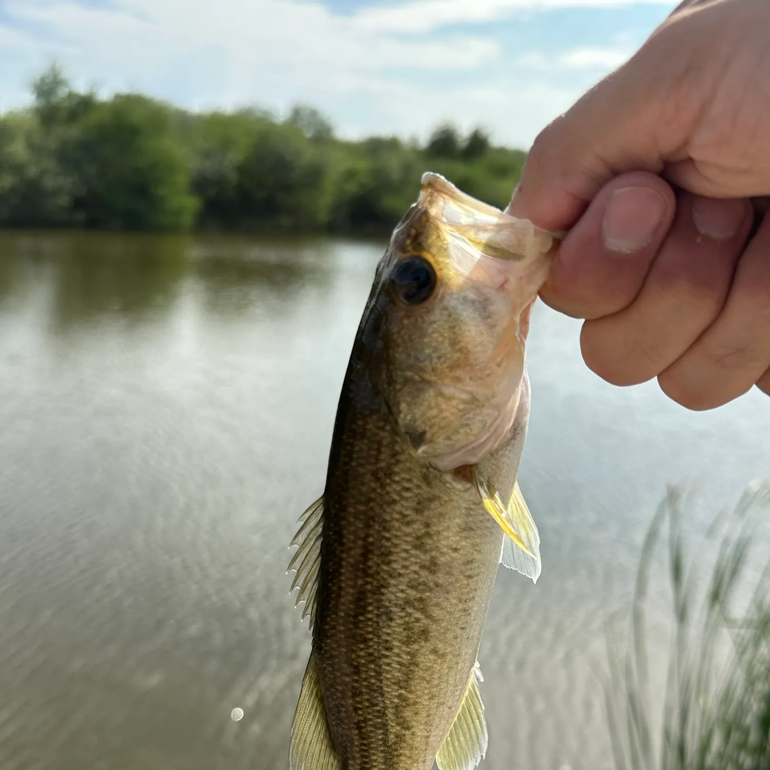 Largemouth bass caught on Fishbrain