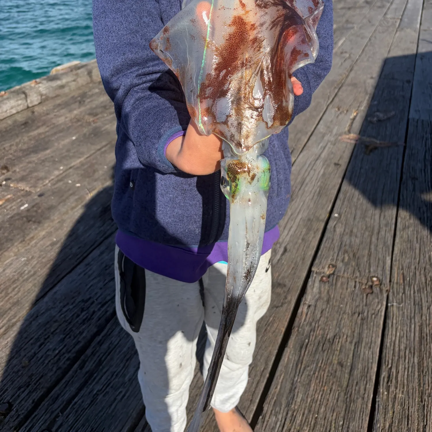 Southern calamari caught on Fishbrain