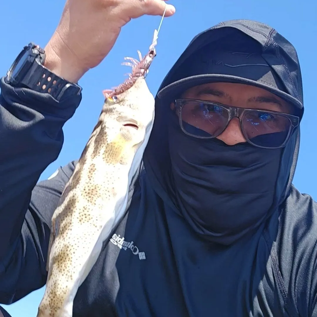 The most recent Bullseye puffer catches on Fishbrain