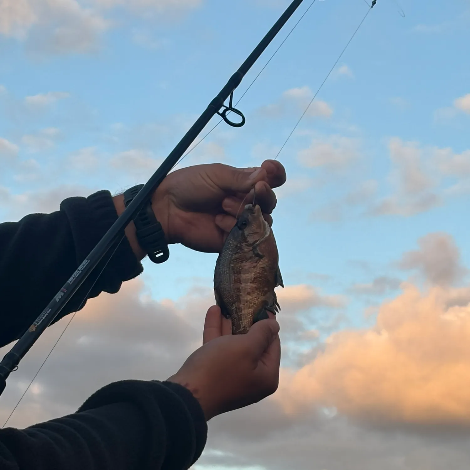The most recent Black perch catches on Fishbrain