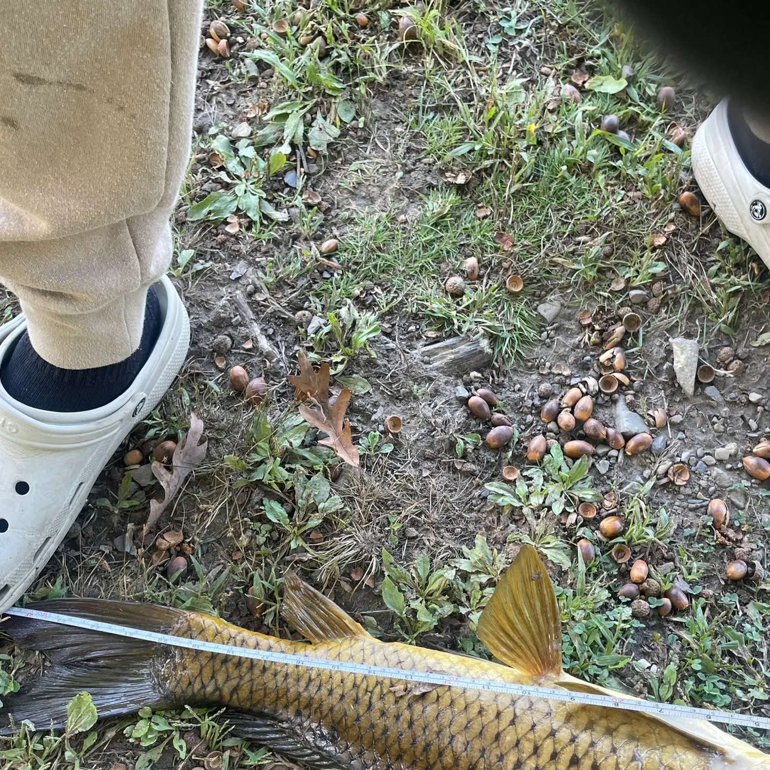 Common carp caught on Fishbrain