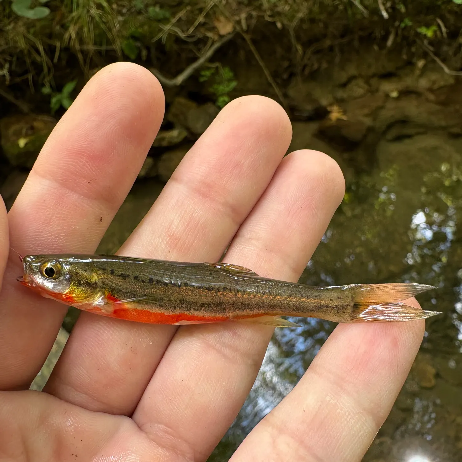 The most recent Southern redbelly dace catches on Fishbrain