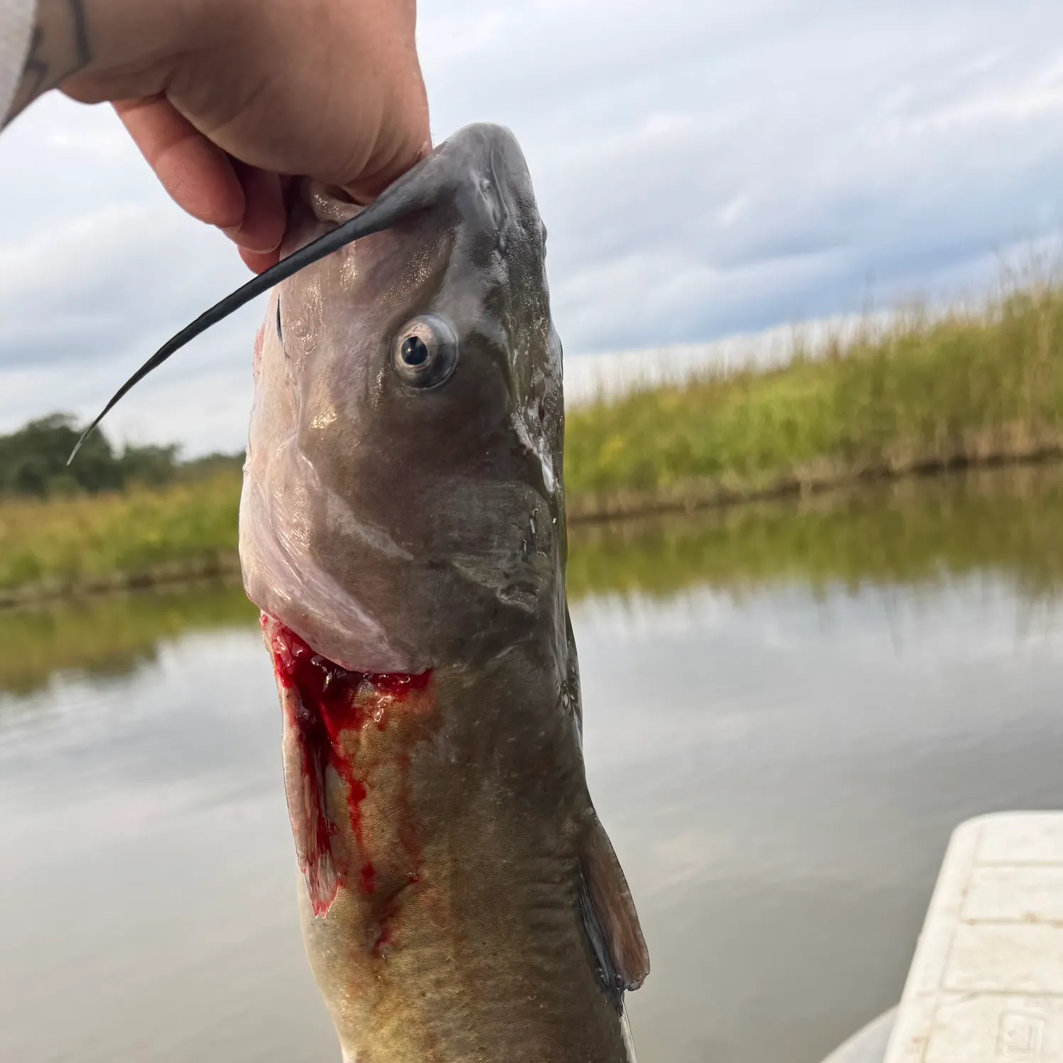 Channel catfish caught on Fishbrain