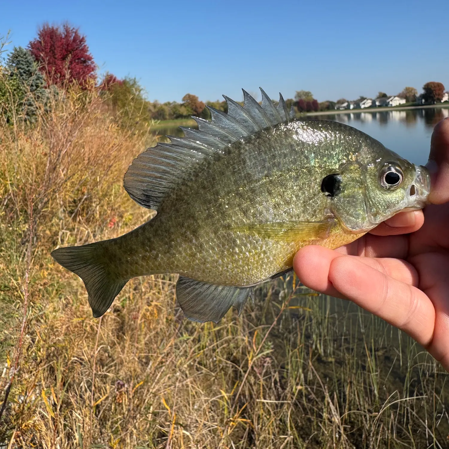 Bluegill caught on Fishbrain