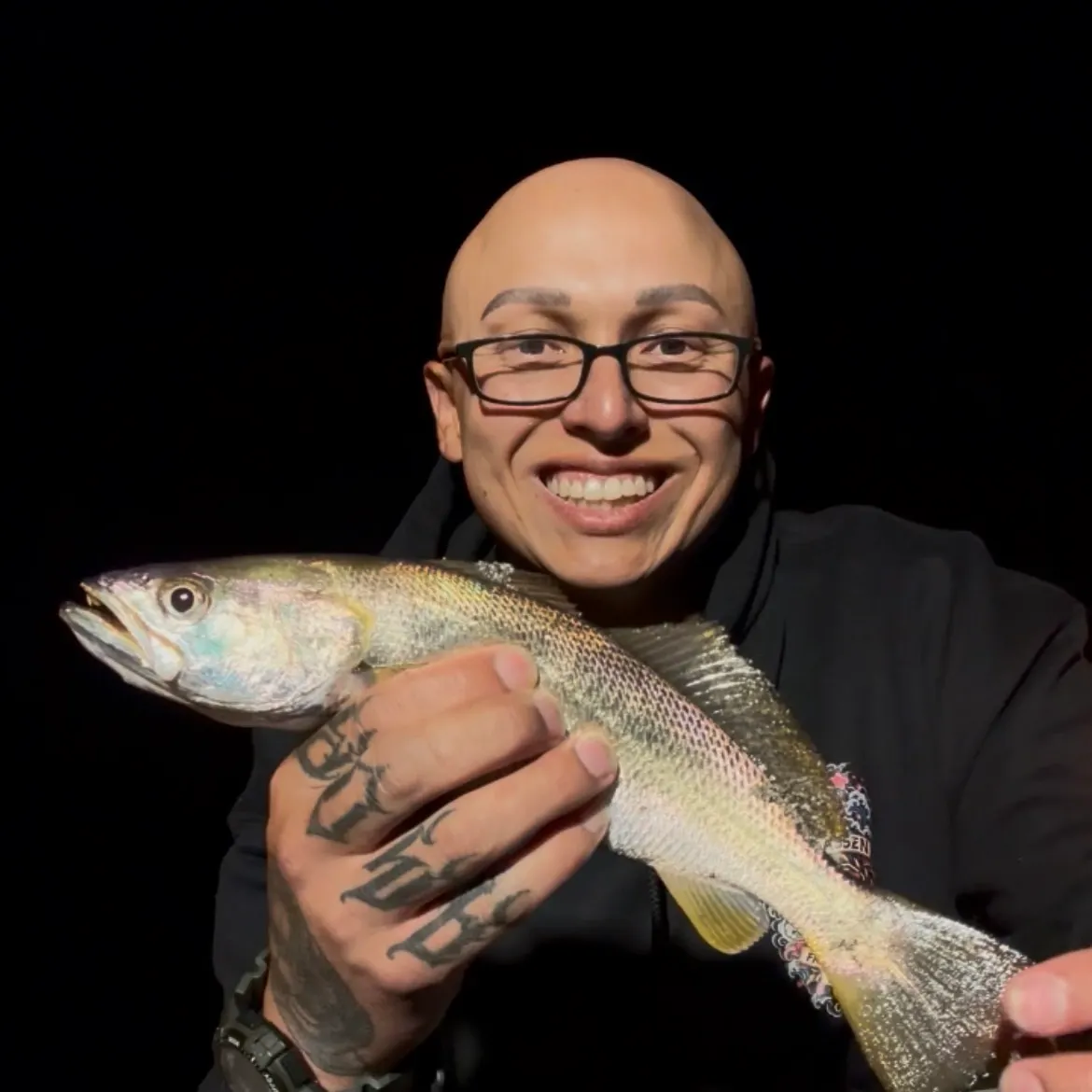 Sand seatrout caught on Fishbrain