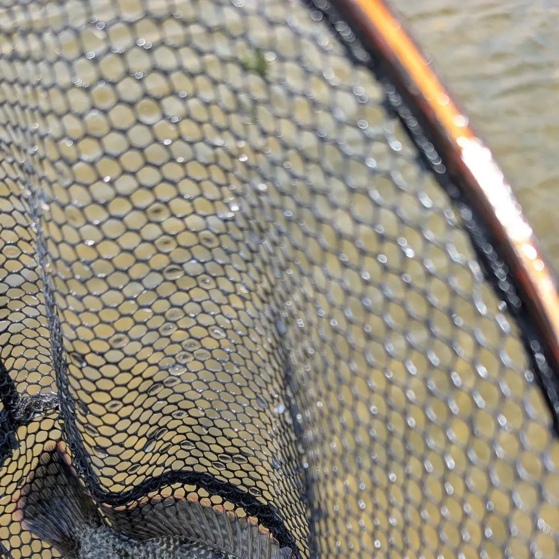 The most recent Mozambique tilapia catches on Fishbrain