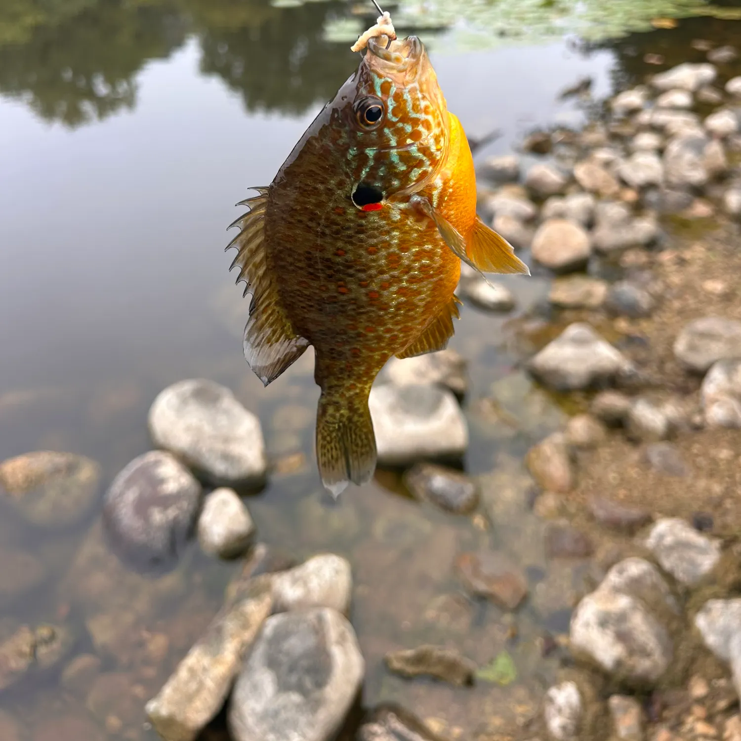 Pumpkinseed caught on Fishbrain