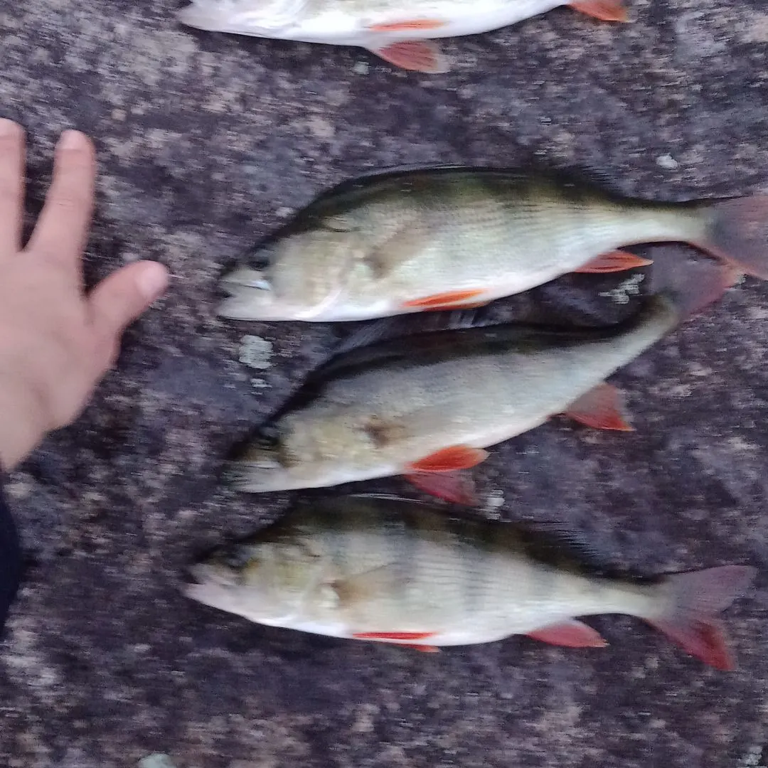 European perch caught on Fishbrain