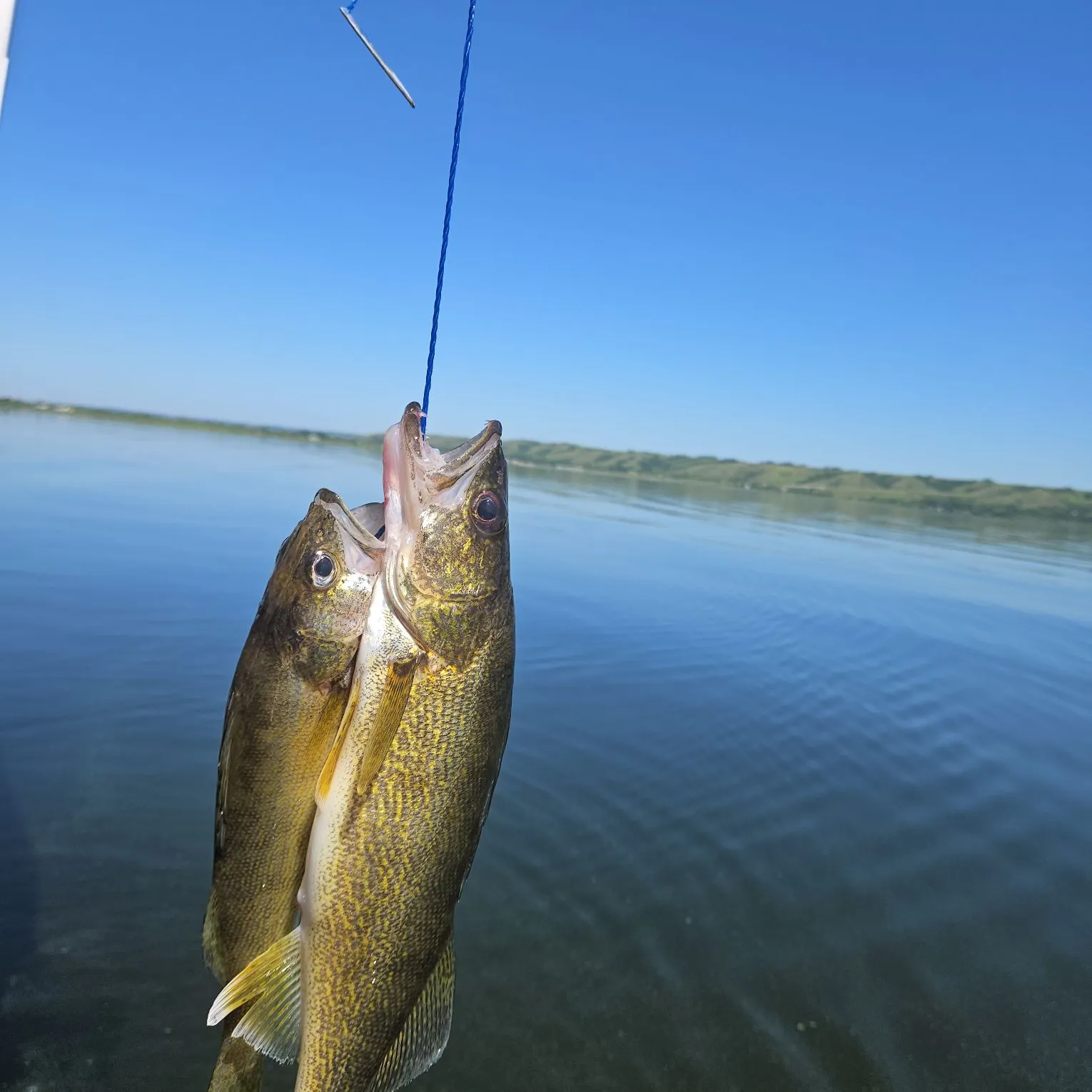 Walleye caught on Fishbrain