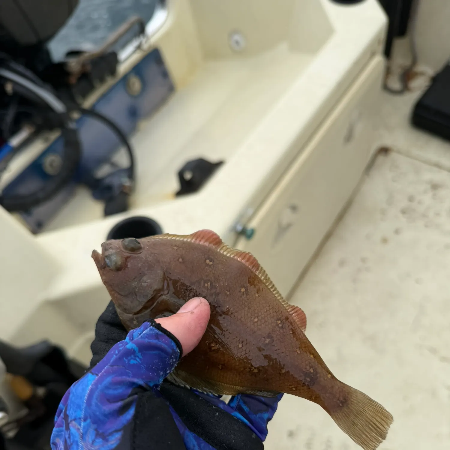 The most recent Pacific sanddab catches on Fishbrain